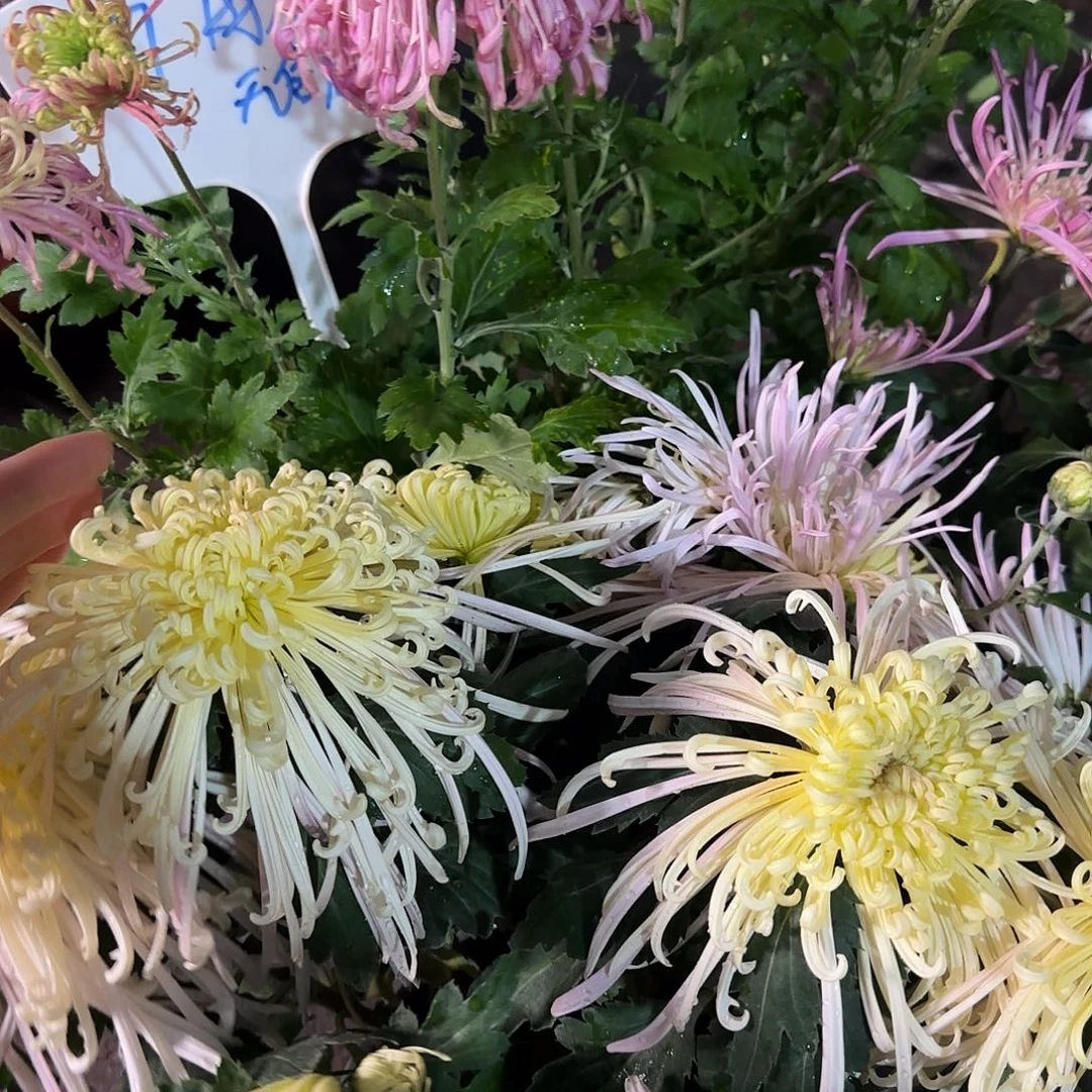 全部花朵A00000007