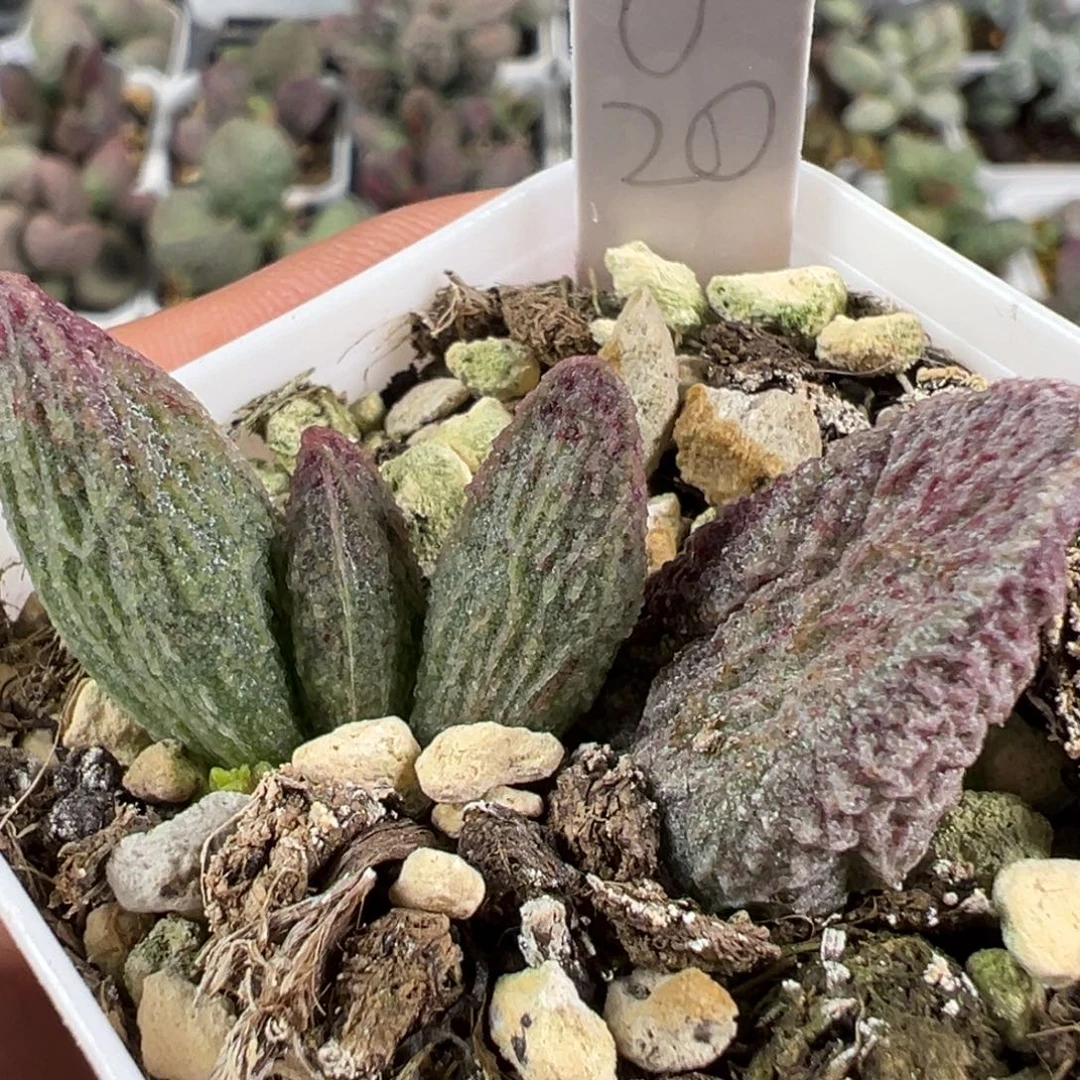 w竖长条冰晶纹实生新品