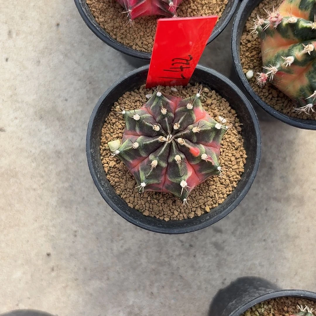 L422-1114广东发货 奥利维亚