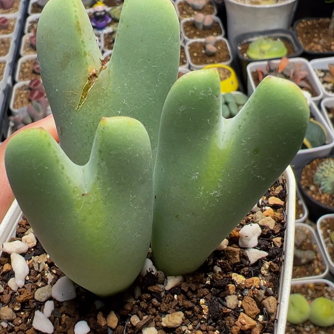 巨将多肉植物百科l