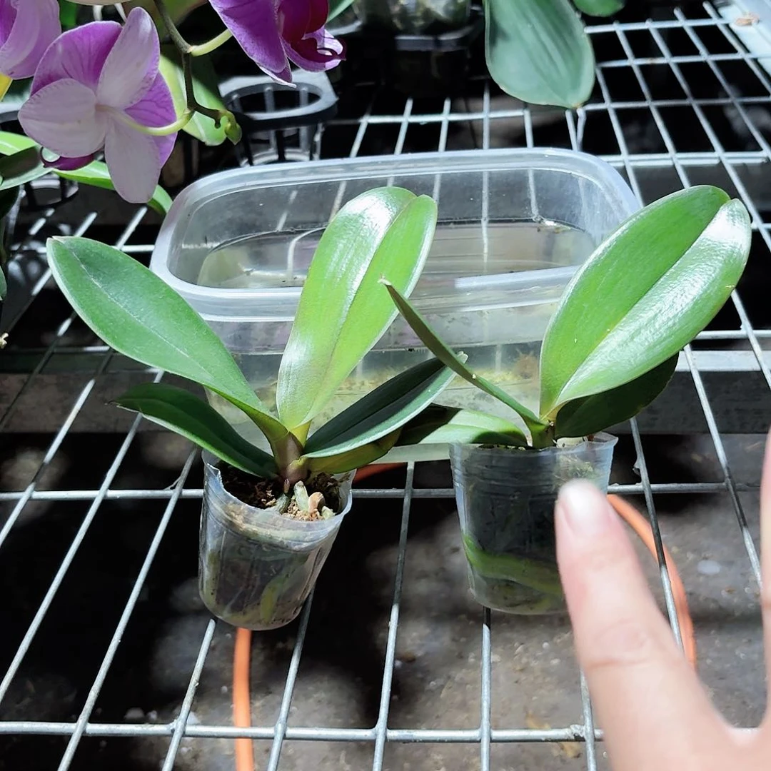 蝴蝶兰魅力无限大花粉色系列2颗2.0杯