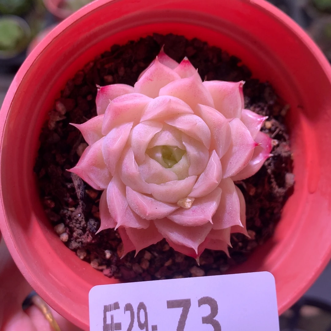 乐然29-73 麦秆单头