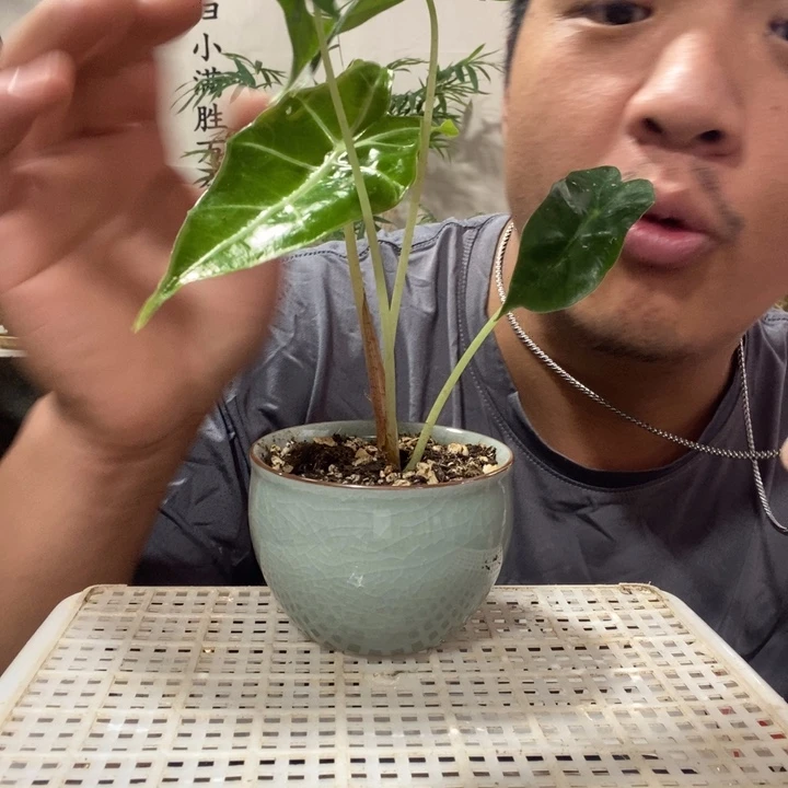 山***山无花朵退款拉黑拉黑64