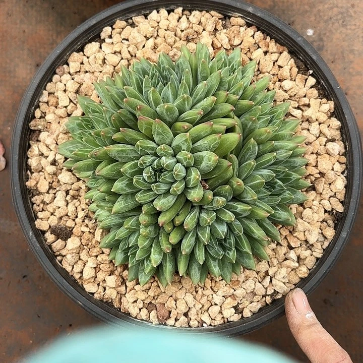 铁***猫不知美人多肉