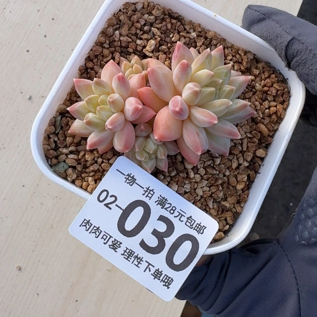 胖体青花瓷无盆土发货