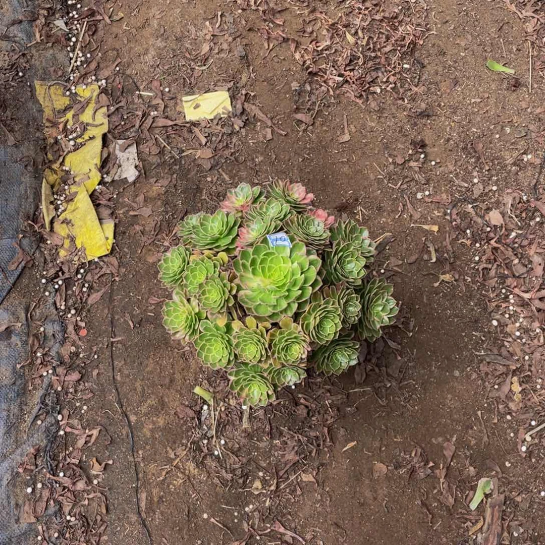 10鲜花老桩桃花鲜花