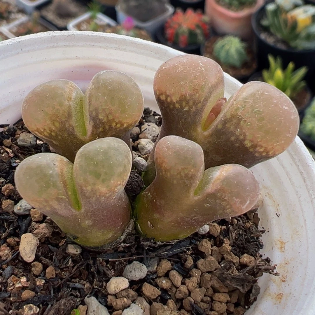 多肉植物植物盆栽