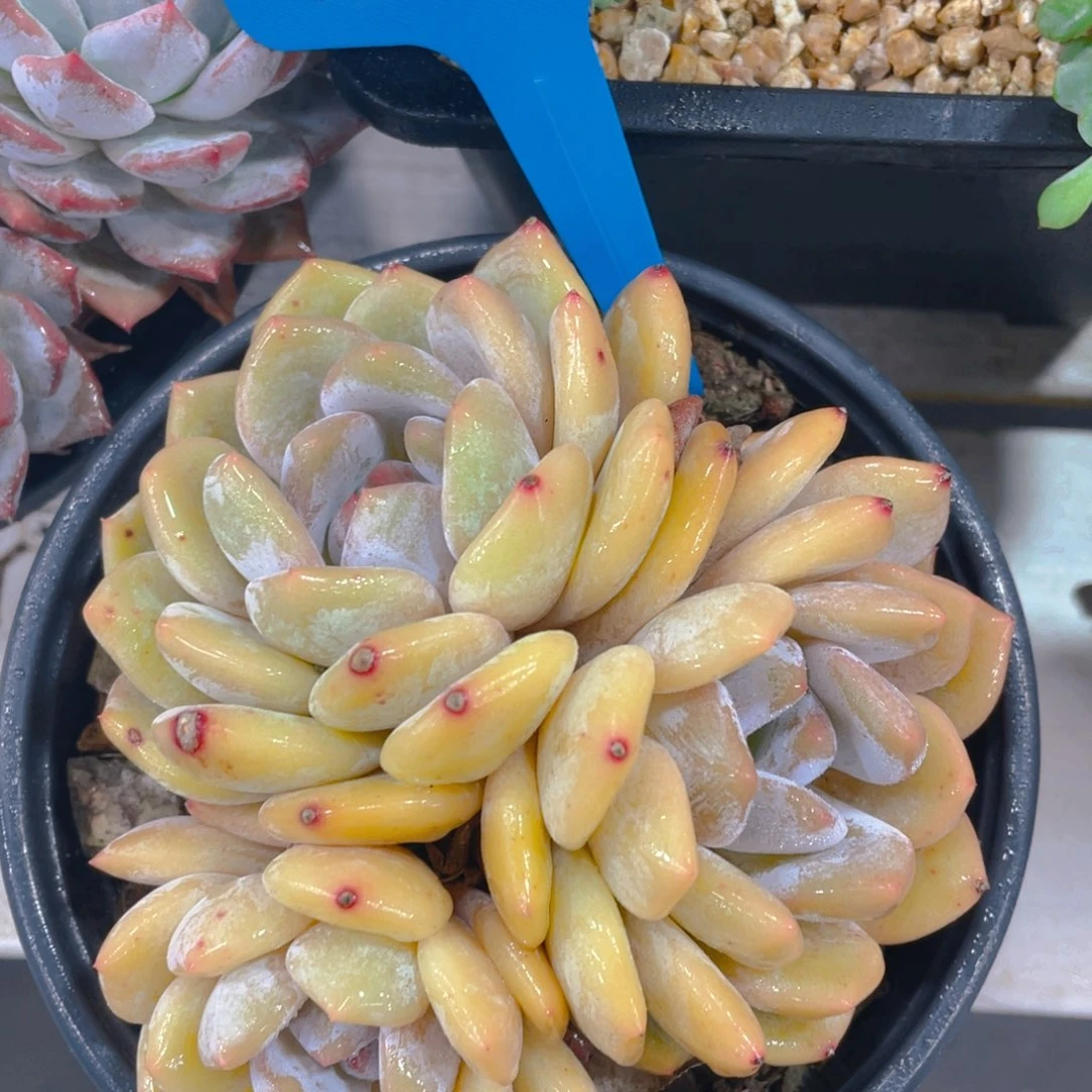 0621-26-黄皮梦露大群生老桩一颗