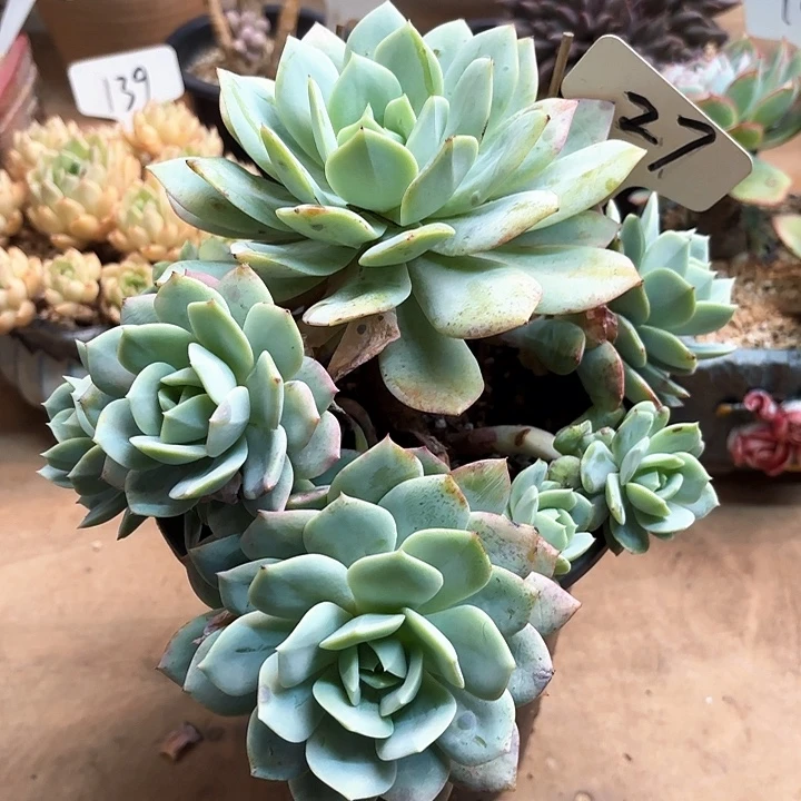 多肉植物 ，恋曲27号