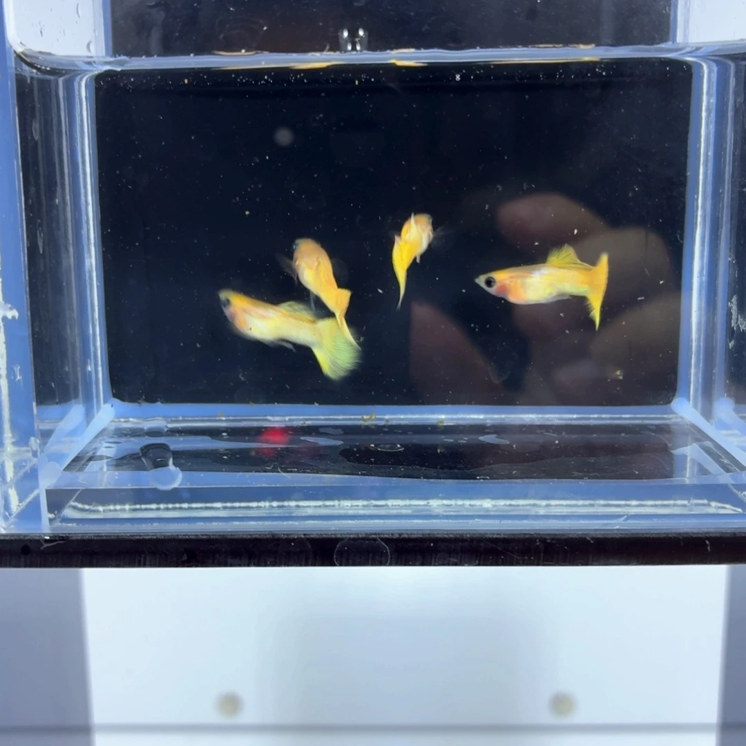 孔雀鱼黄金玻璃猫公4条（49）