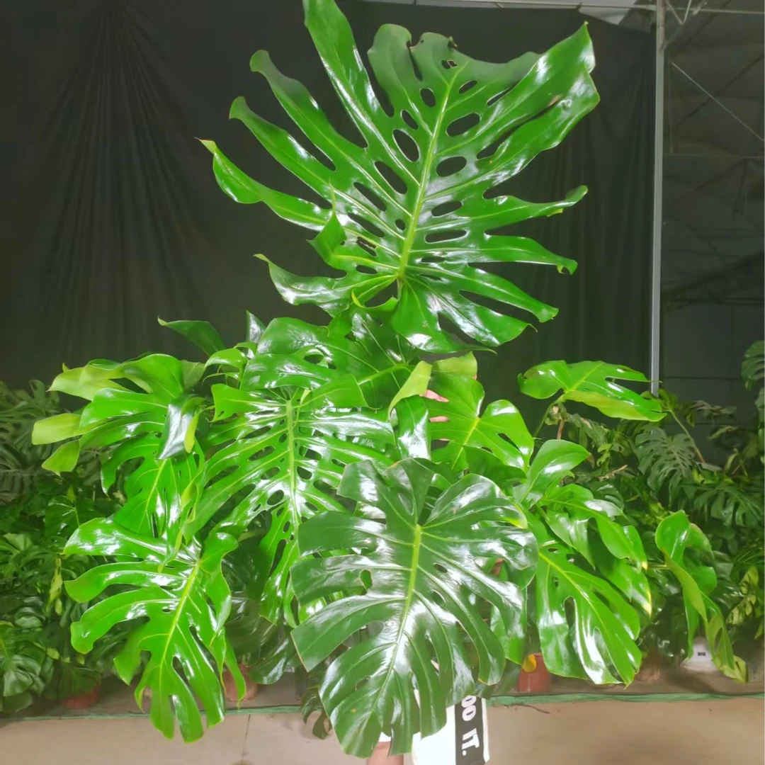 【超A品质农户直发】1.3-1.6m单株老桩大龟背竹落地盆栽净化空气5