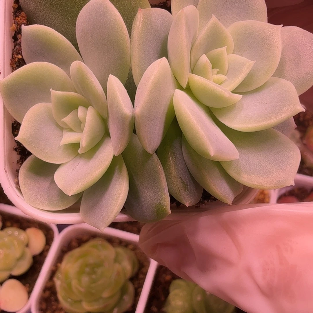 白昼叶插苗一物一拍