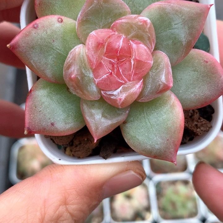 粉色心。       44号