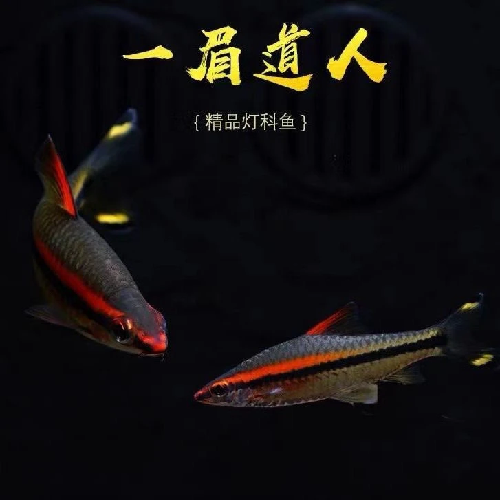 一眉道人鱼红眉灯科鱼小型淡水草缸群游好养易活热带活体鱼懒人