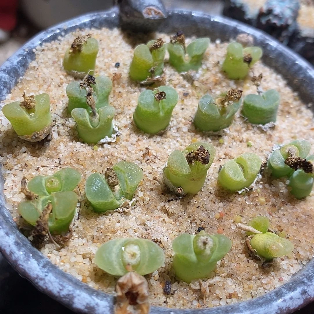 十颗奶瓶风铃。