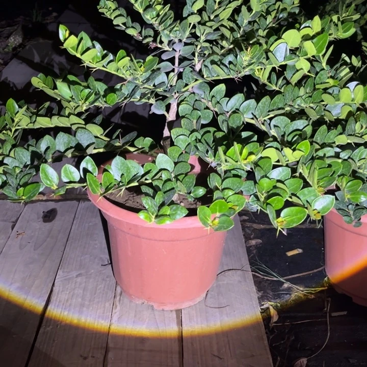 无花朵22222女孩被送入医院接受