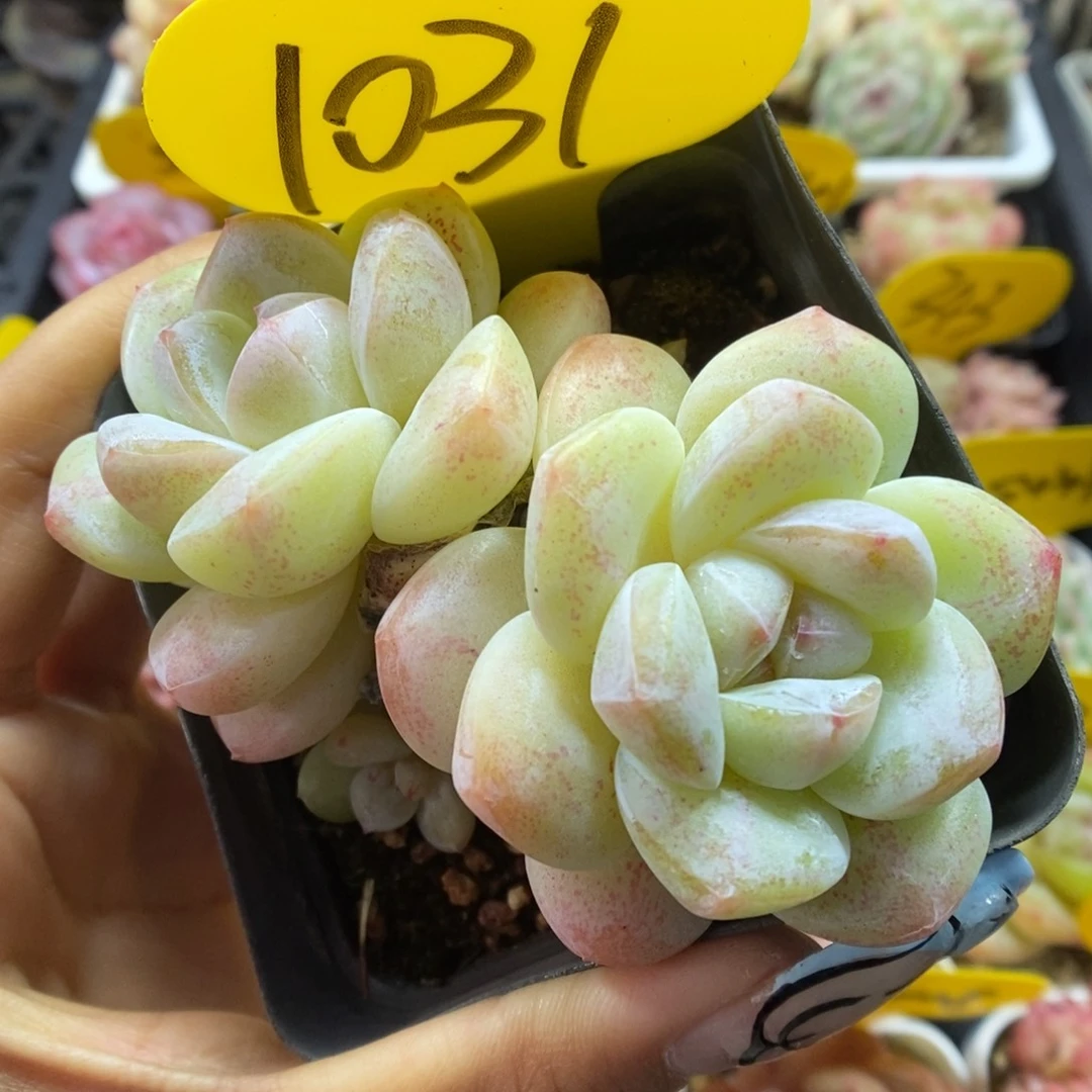 冰玉双头可拍1031号