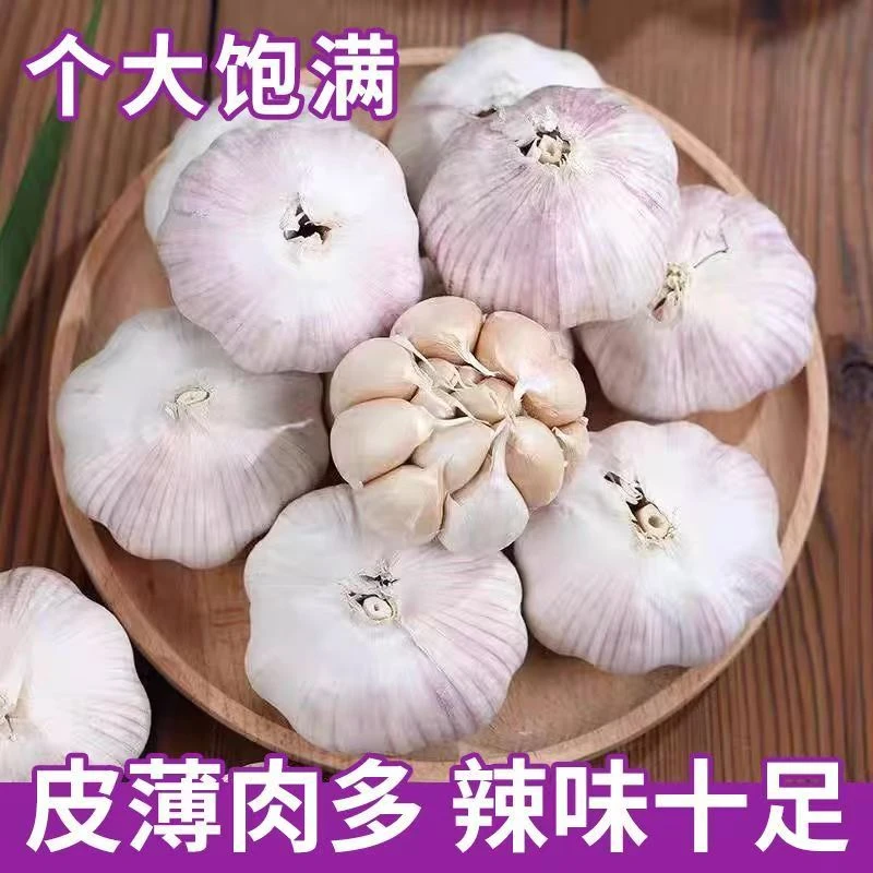 【拍5发6】紫皮干大蒜头辛辣味浓提香农家新鲜大蒜