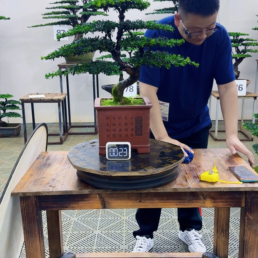 无花朵珍珠罗汉松造型盆景