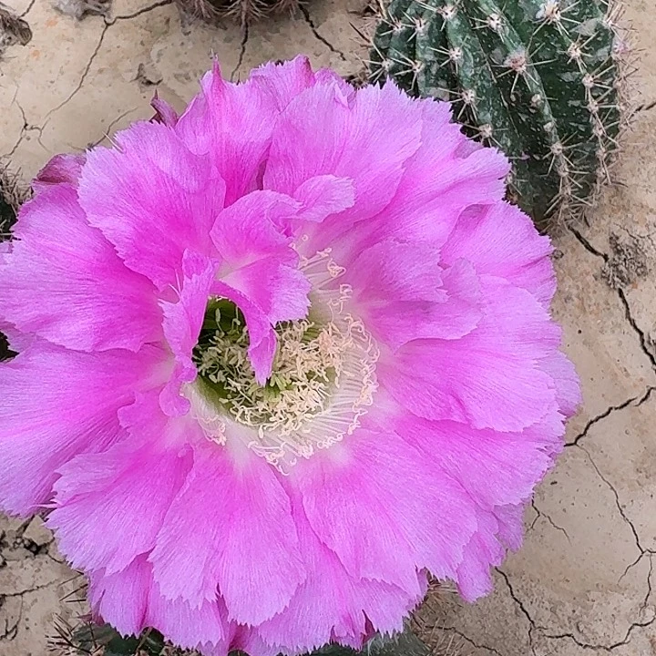 D386,暮光两颗，无花朵，4cm，瑕疵歪头