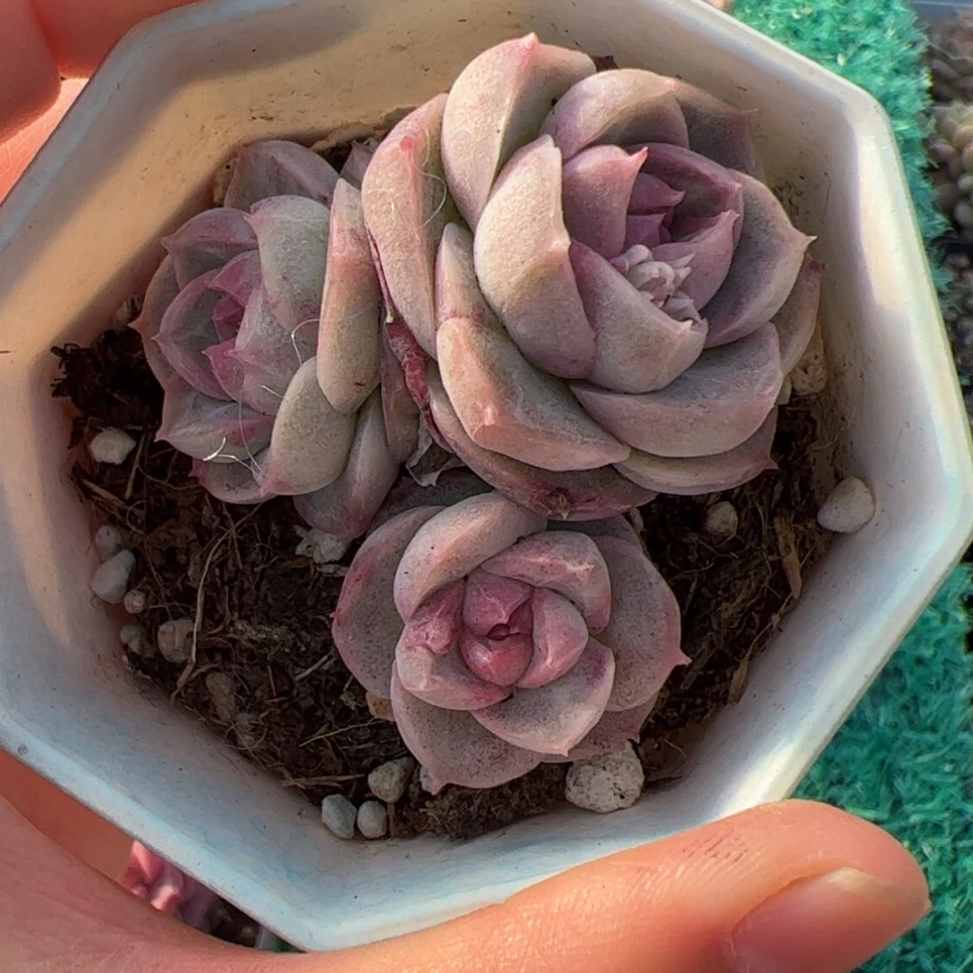 小*嗝416 多肉植物组合盆栽