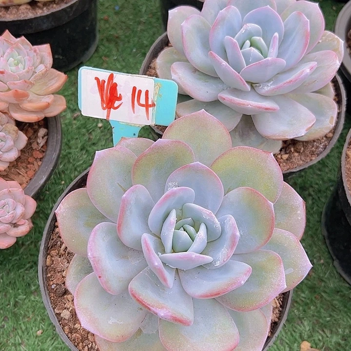 14单头奶茶一个脱土