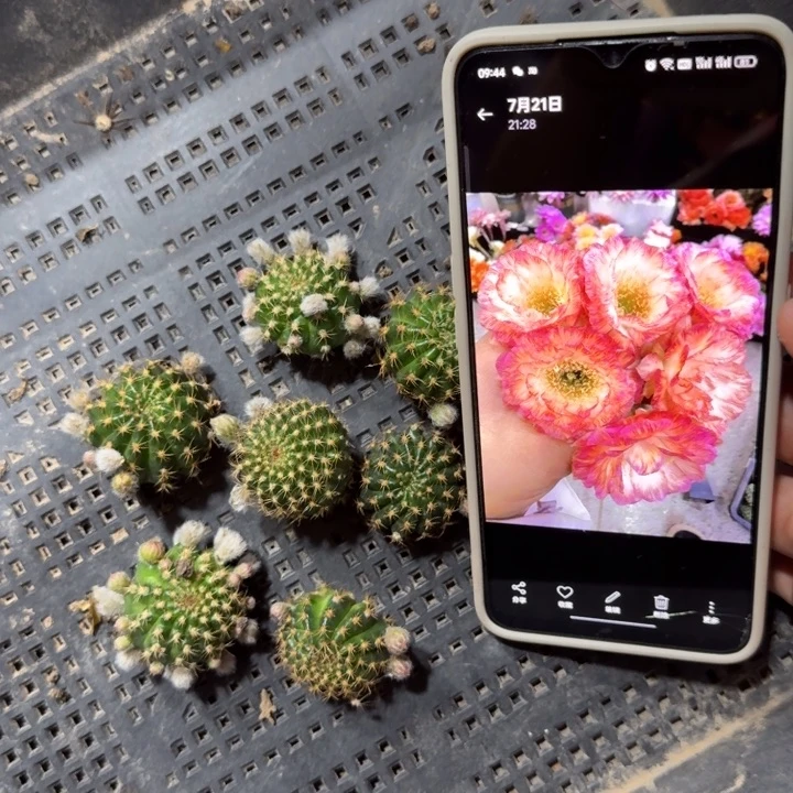 235丽花美花30歪3公分左右无根侧牙，20包邮