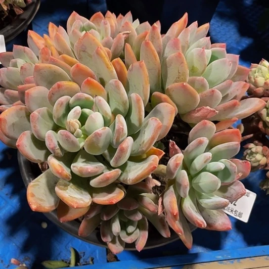 用****6灰姑娘80102多肉