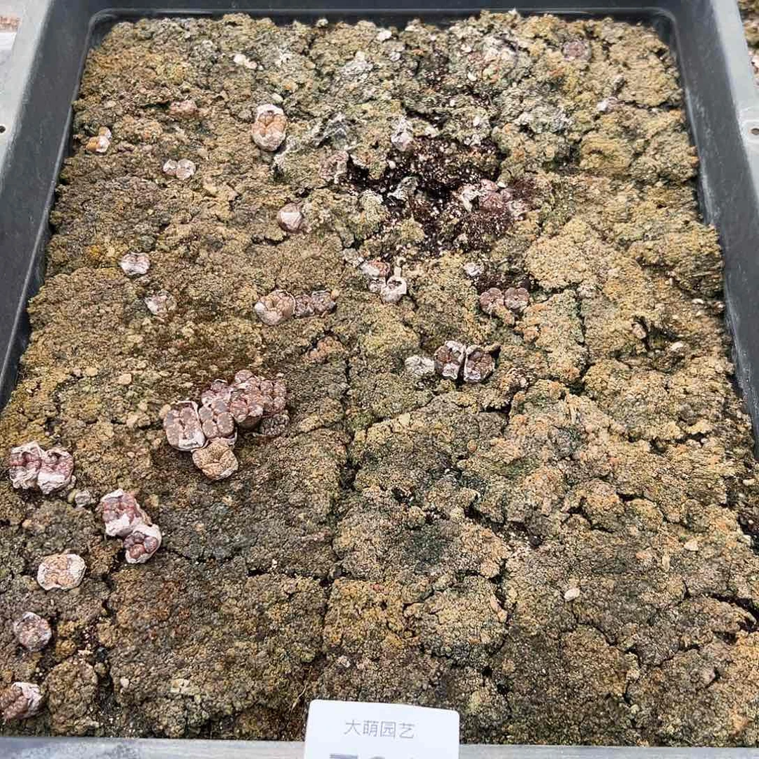 清框脱土发无售后。   789