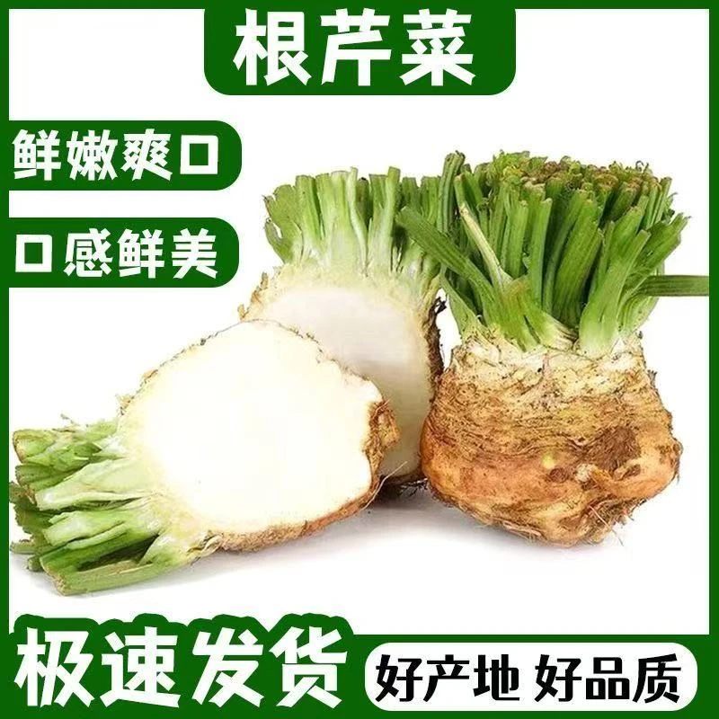 新鲜根芹菜蔬菜洋芹西餐香料根球块根塘蒿芹菜食用清香现挖四季