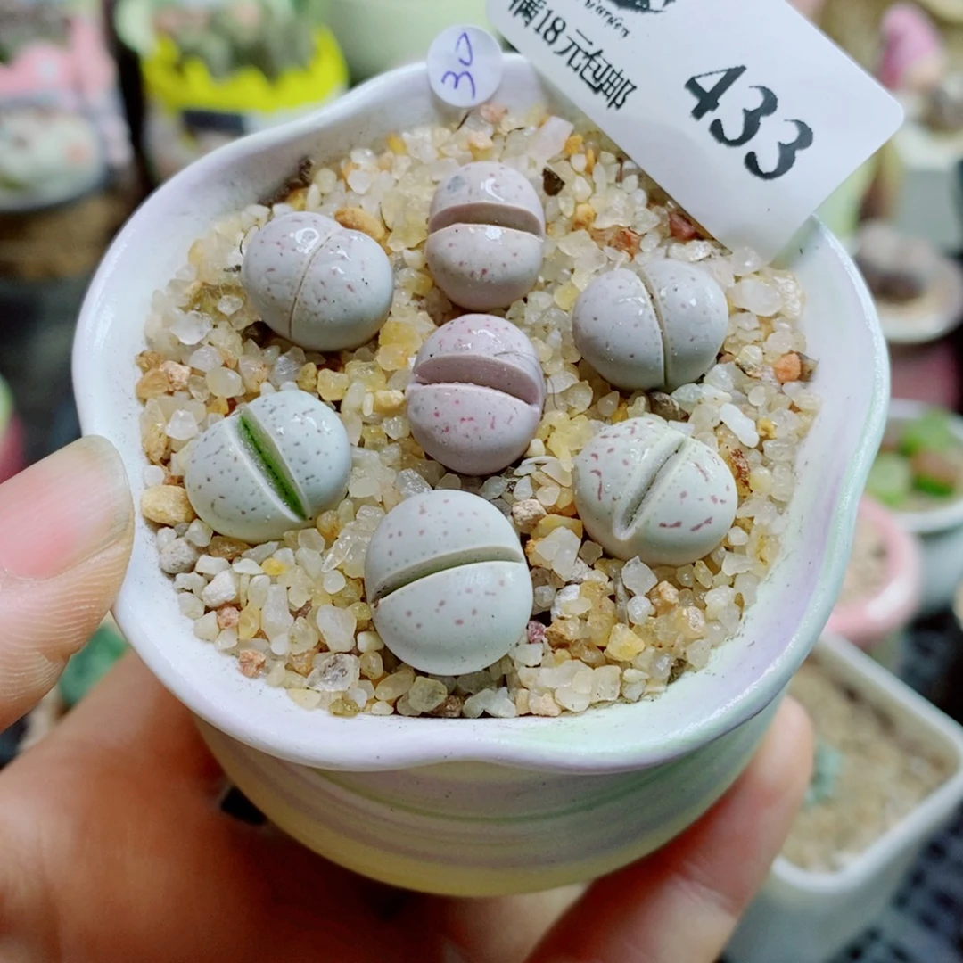 生石花花花花花花花花433