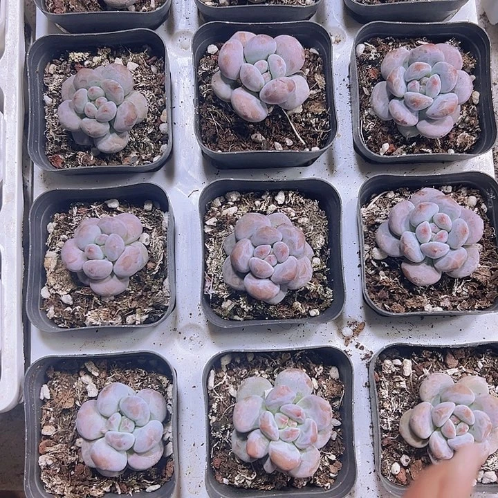 奶橙19包邮多肉植物