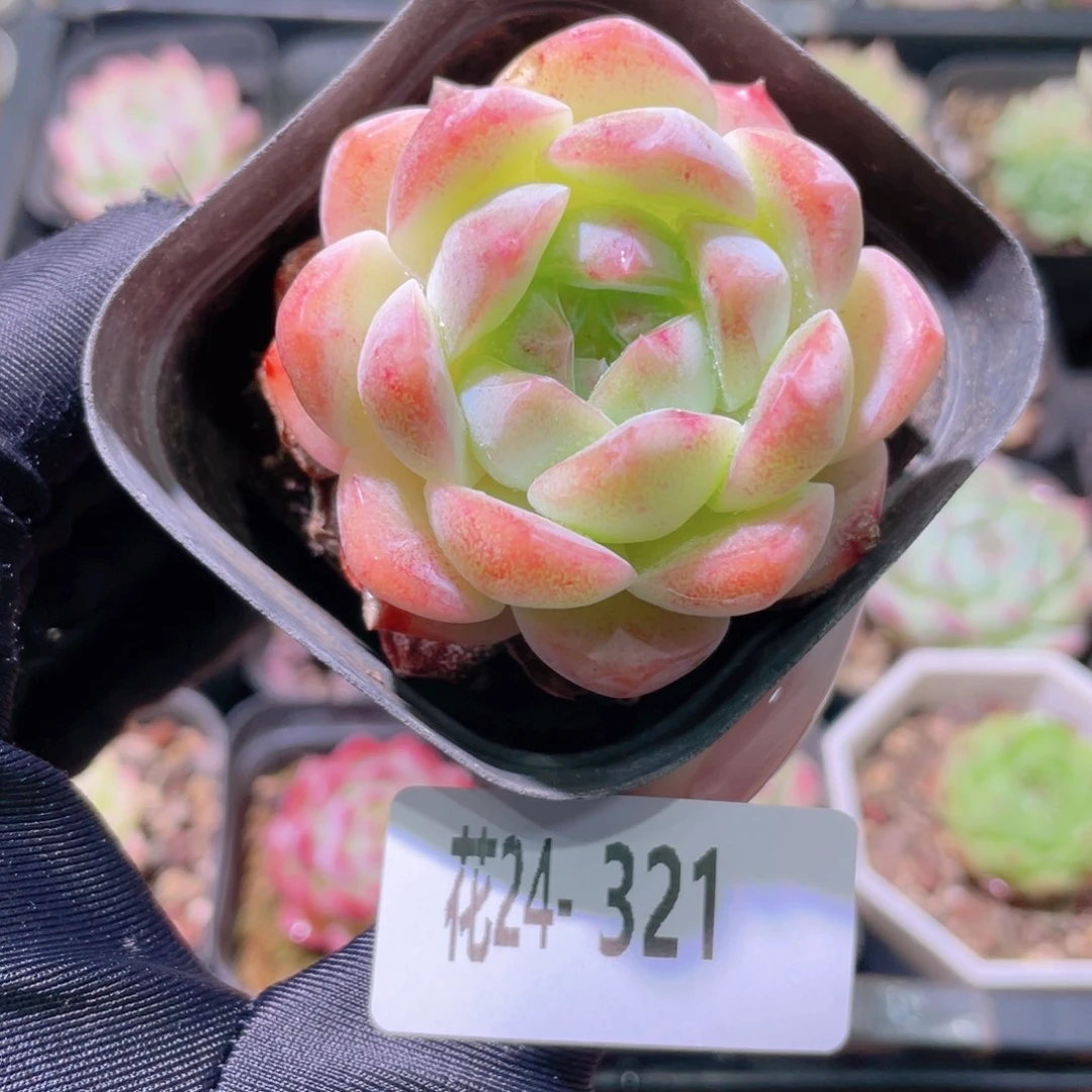 花利美24-321新品