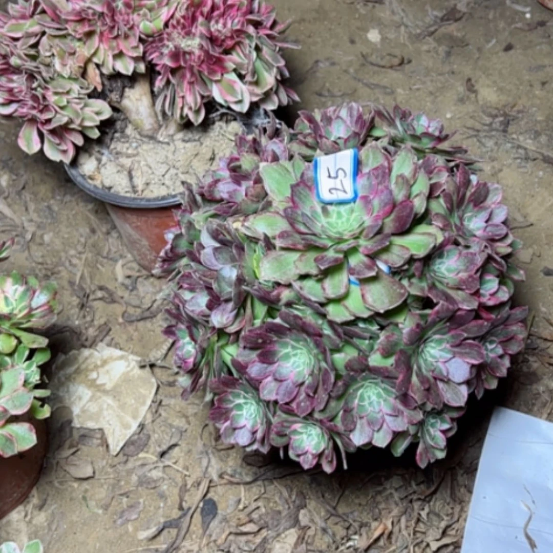 【闪购商品】万花铜25