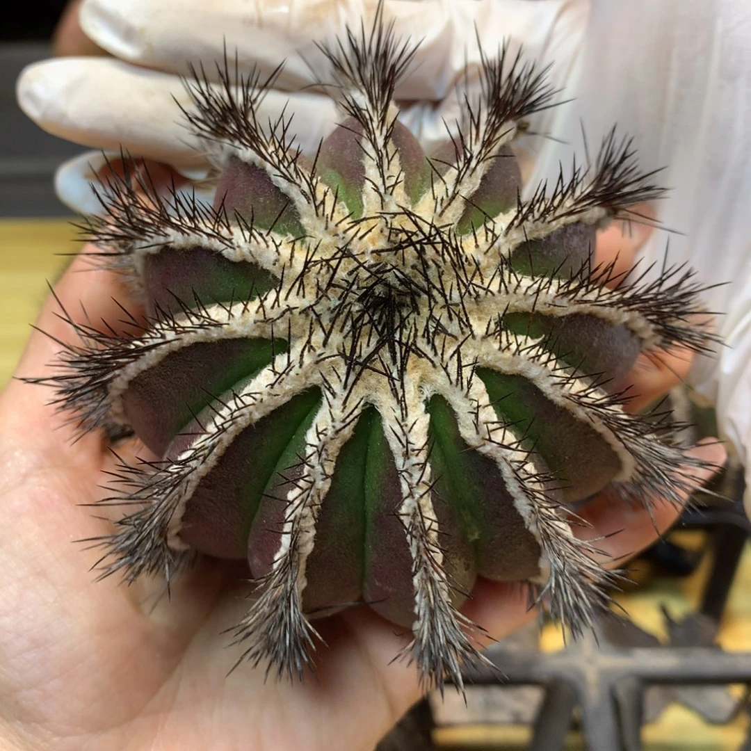 紫皮 优博球 整体9公分起发 无根带木心