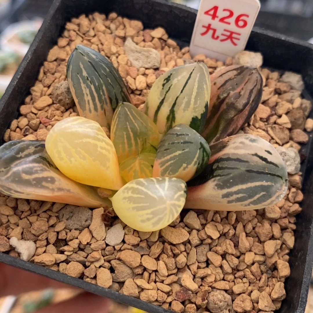 426号玉潭寿锦多肉