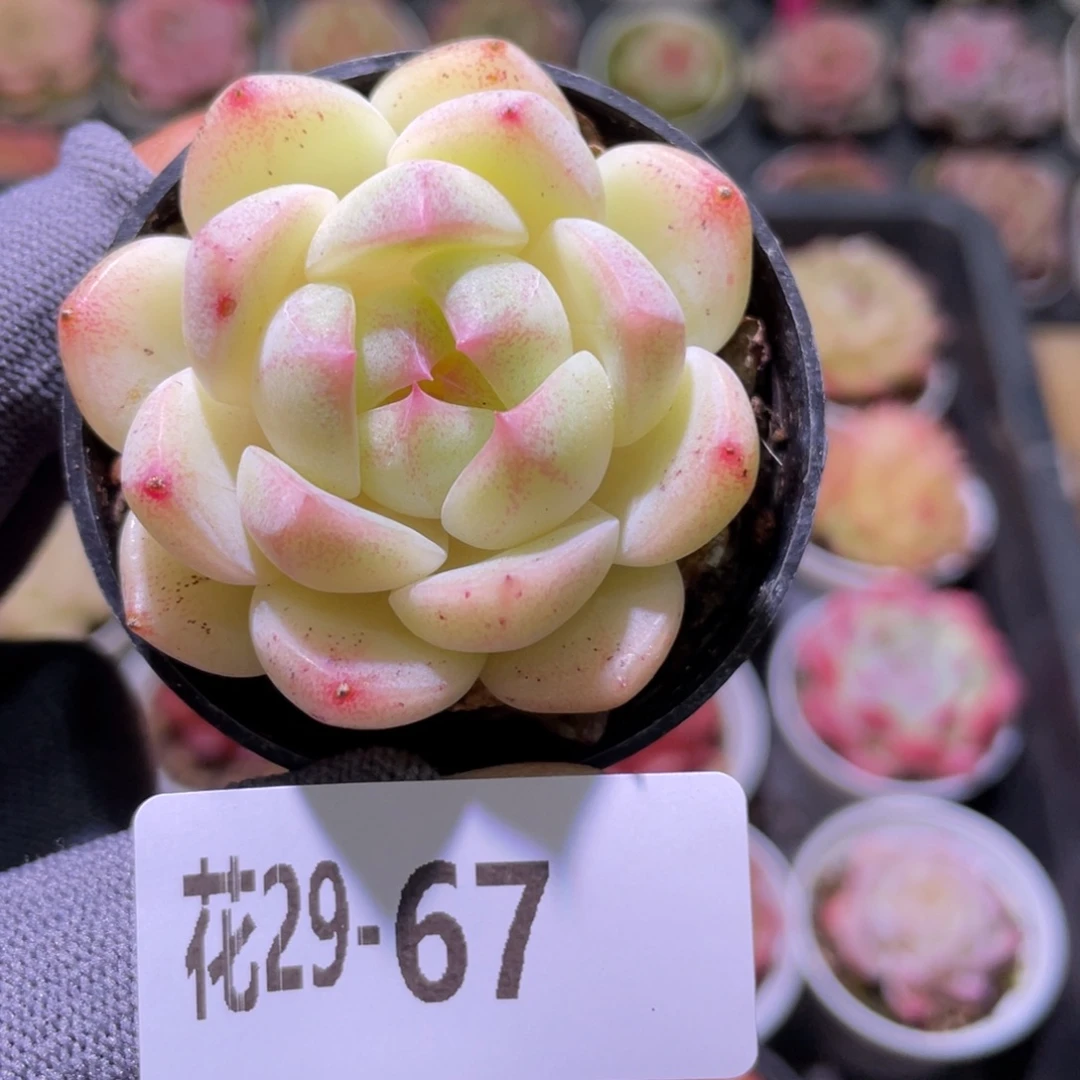 花利美29-67新品