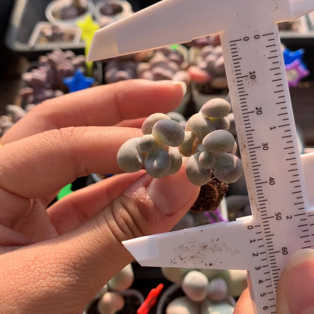 福利无售后多肉植物