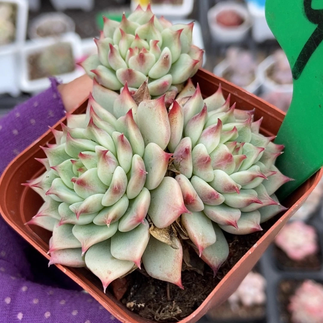 929蓝眼睛多肉植物