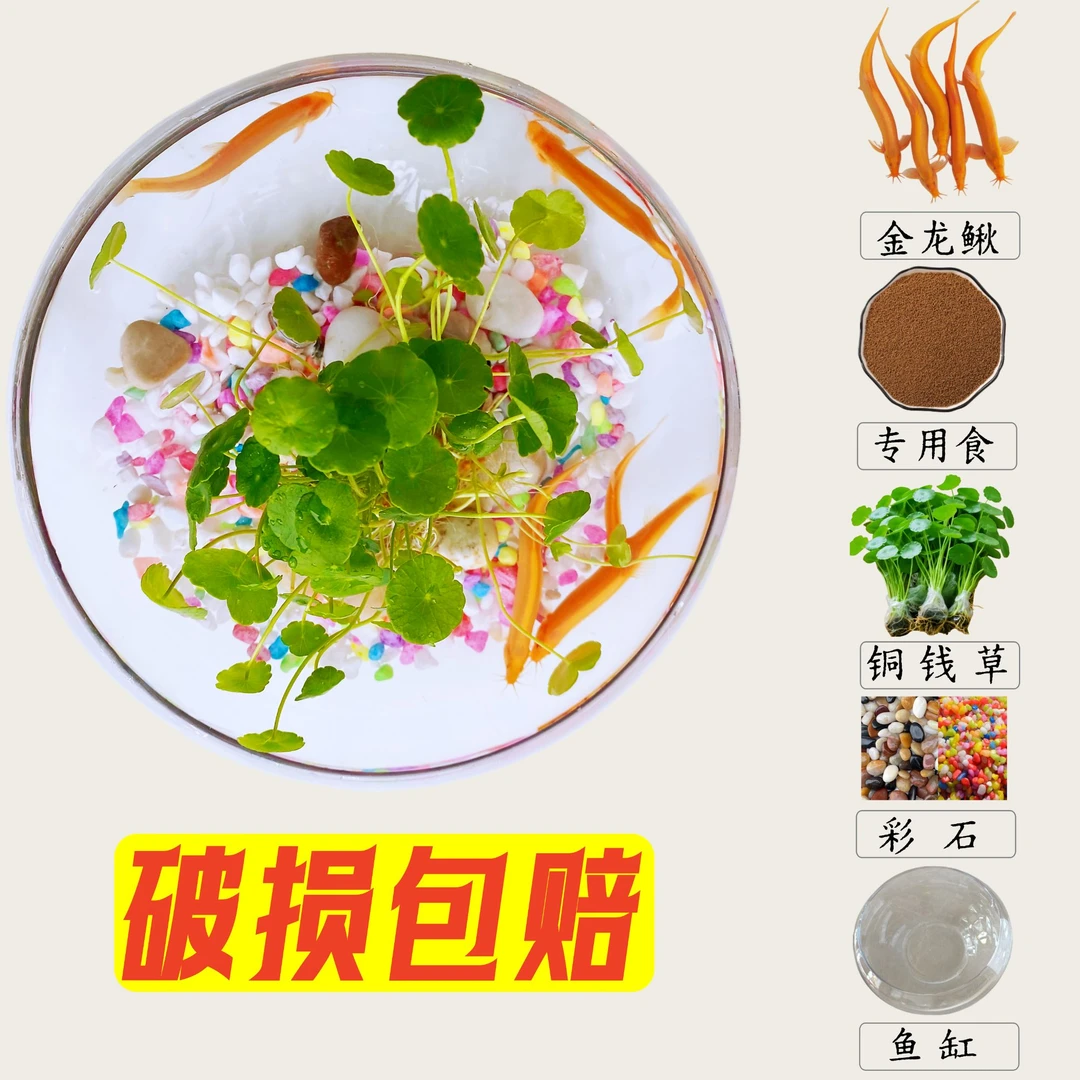 【金龙鳅】观赏鱼冷水淡水鱼练手清洁工具好养耐活的鱼黄金泥鳅包邮