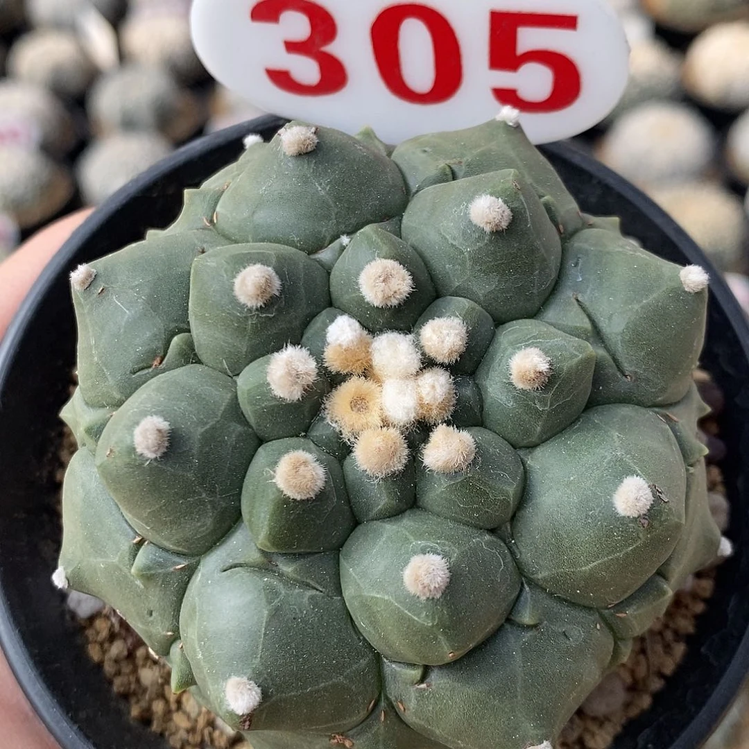 305龟甲兜系列产品在国内