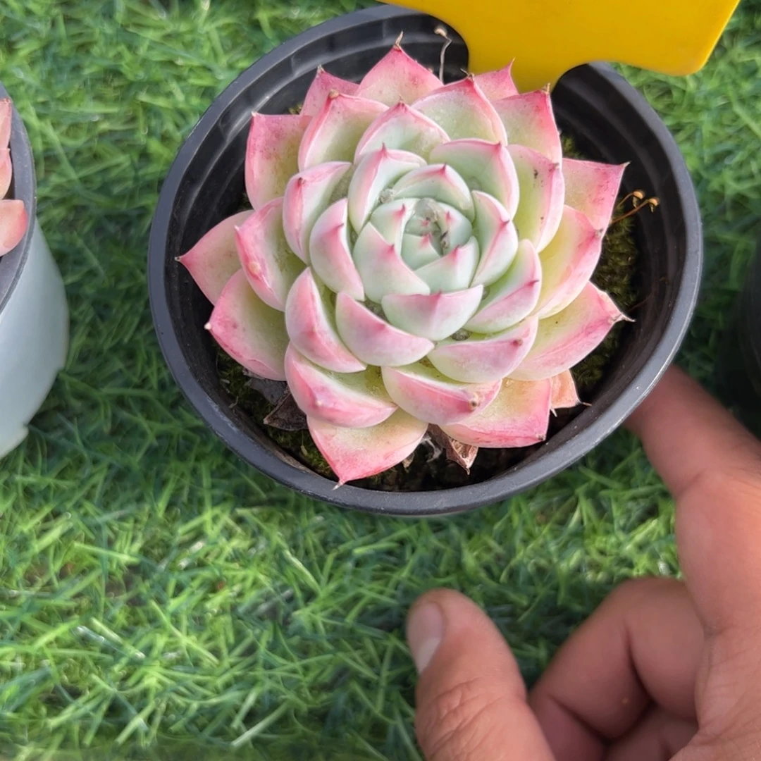 水晶玫瑰多肉之后