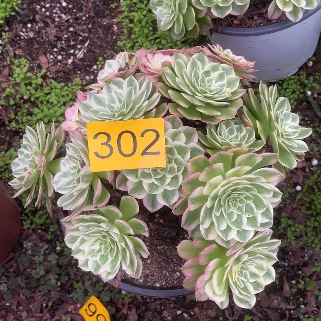 302海仙多肉植物