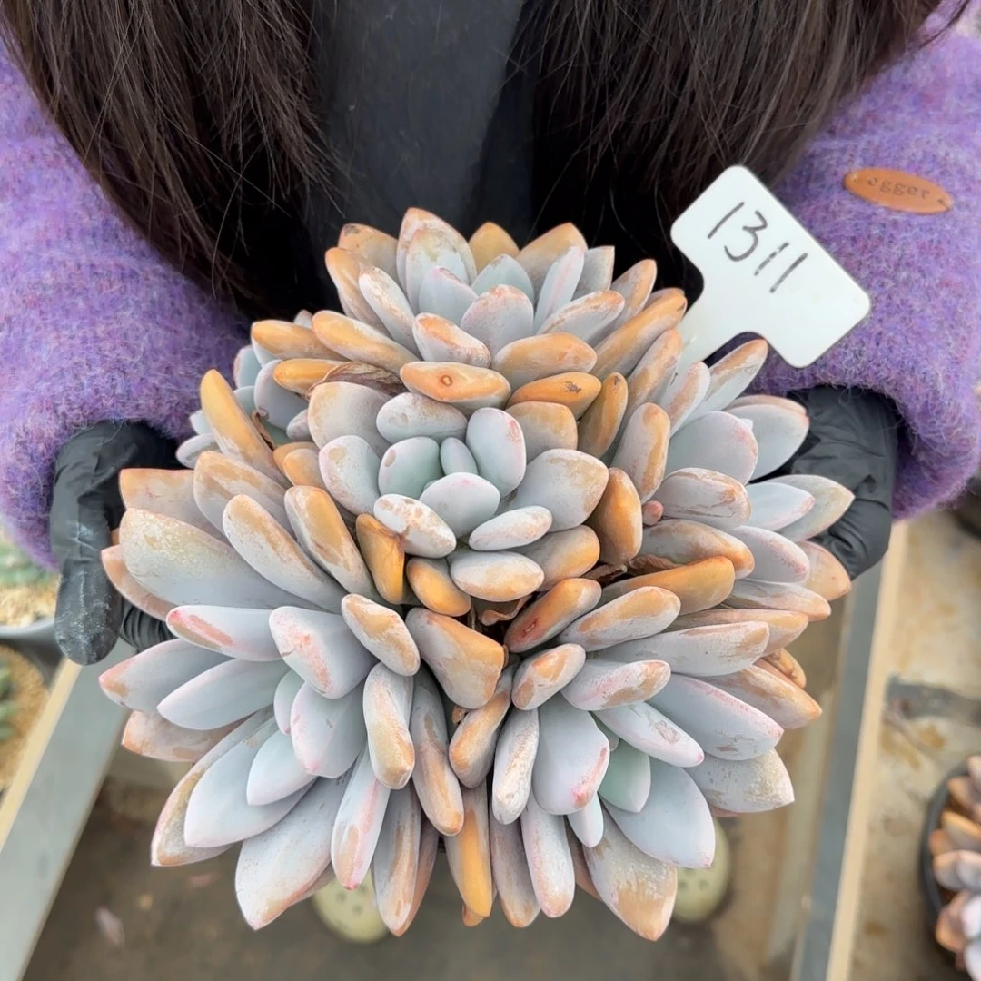 粉兔群     1311号