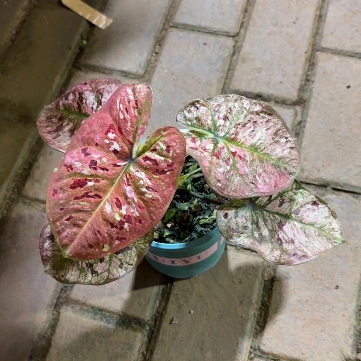 花木兰泰国彩叶芋11-0722