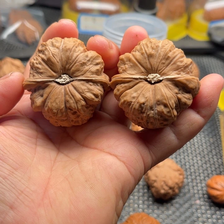 桃核把件全品南瓜边45斤肚46