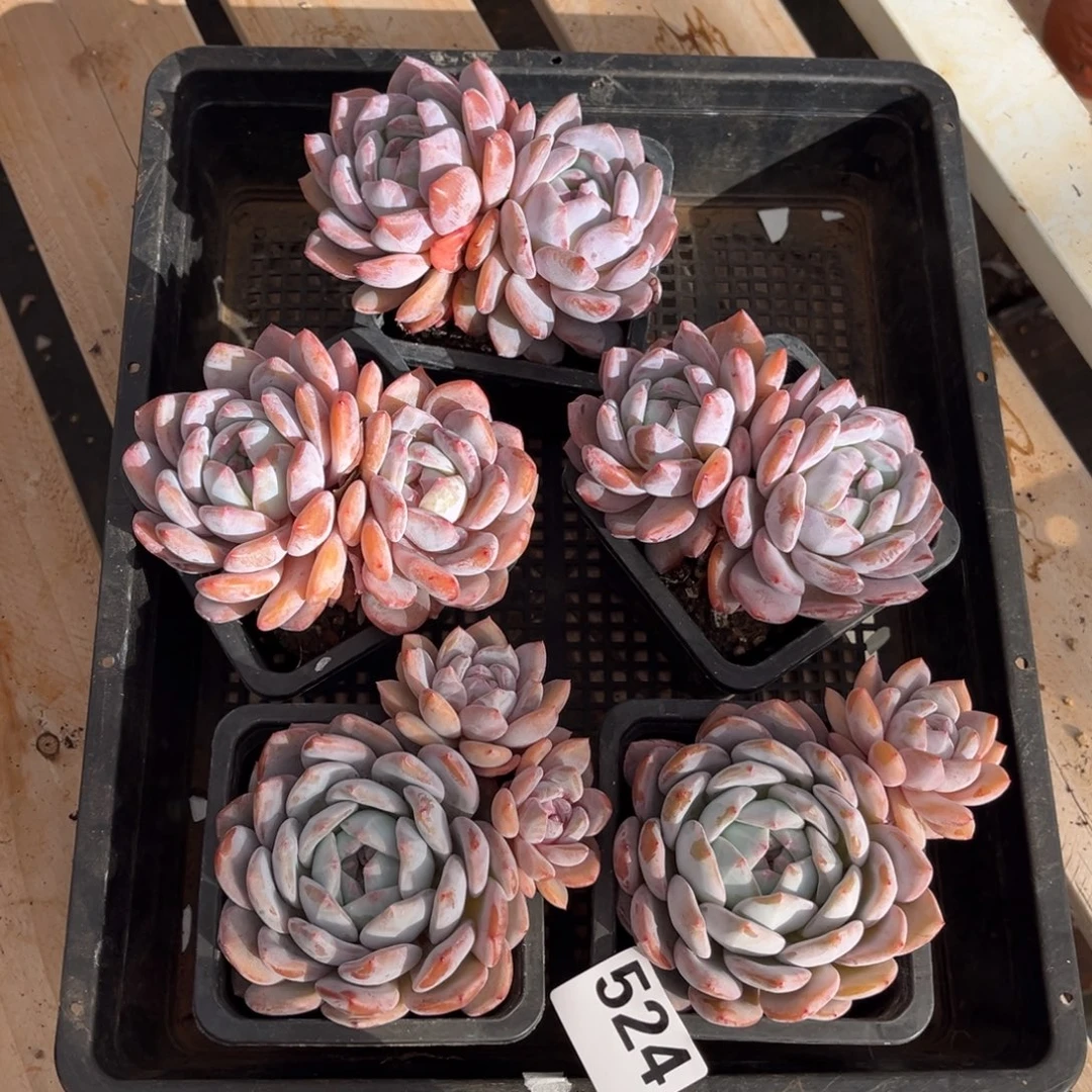 524号新疆西藏内蒙古不包邮