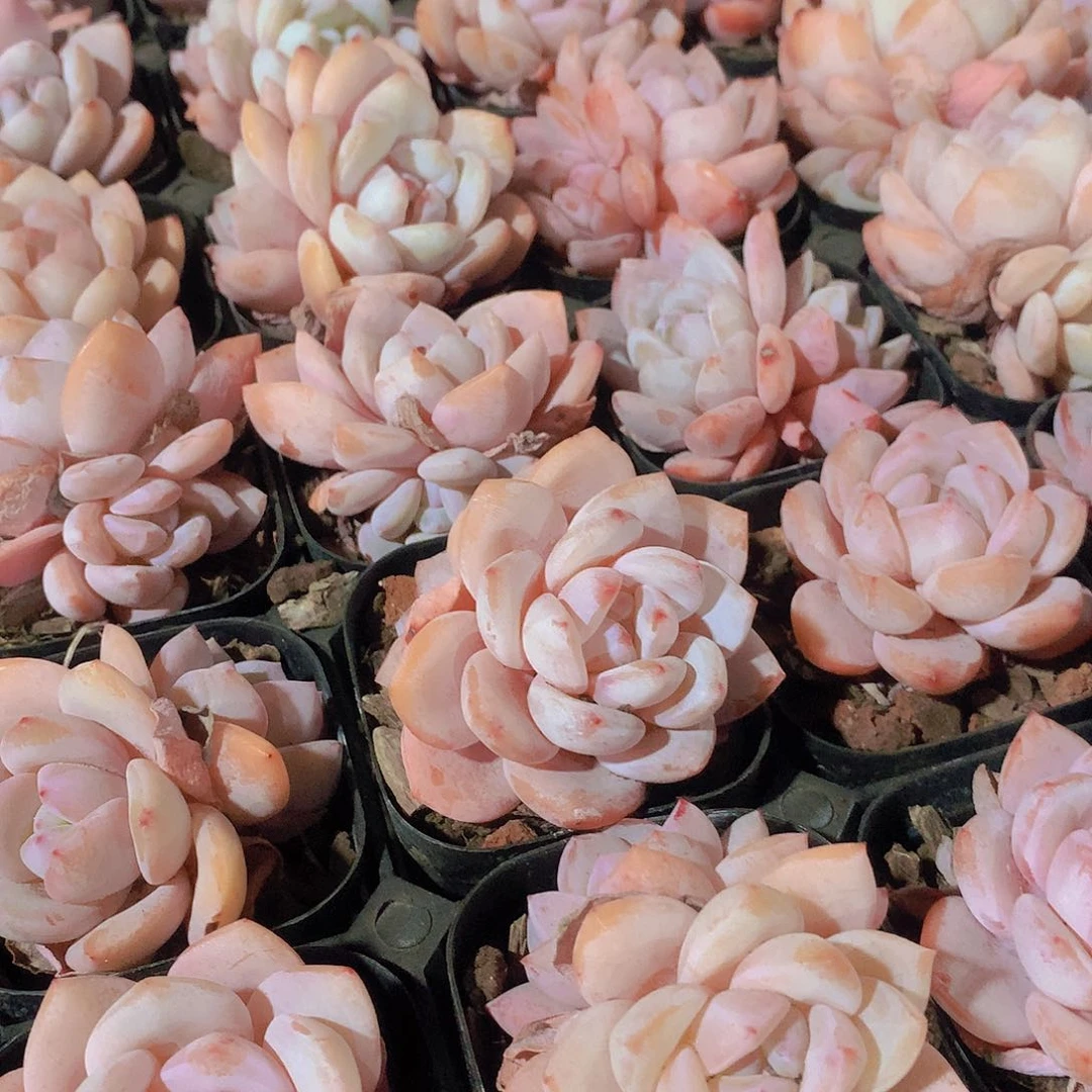 奶盖两颗23456788990000