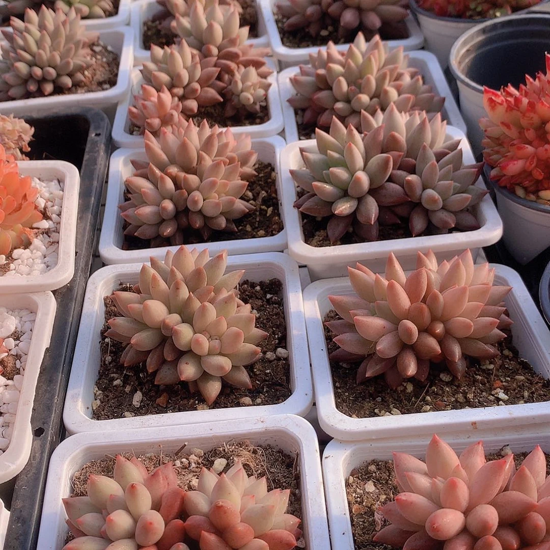 粉体水晶球多头群qtyuiooooo