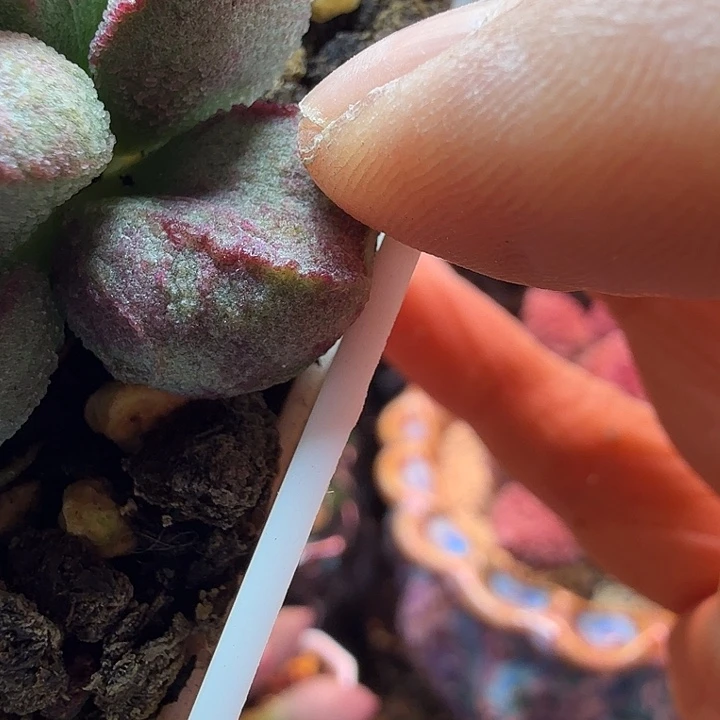 无*水蜜桃的味道真的很好闻